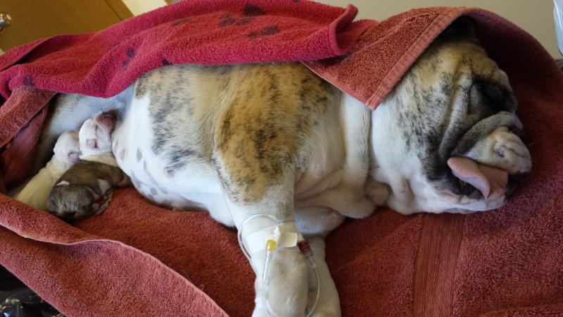 A bulldog mother with her puppies after a cesarean section.