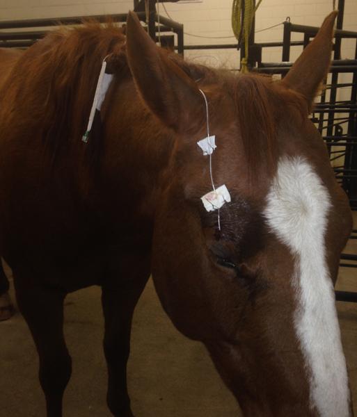 Horse receiving eye care.